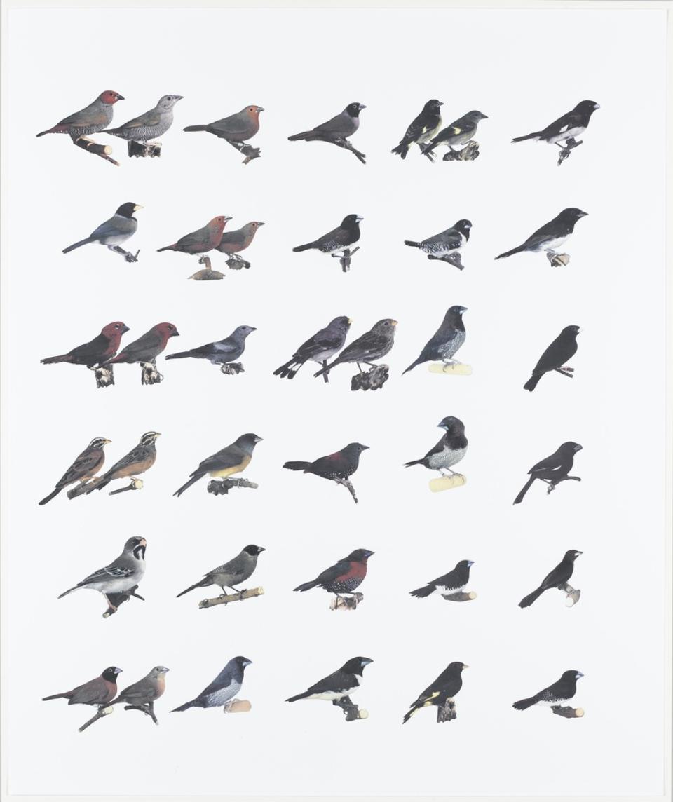 E.S.P. Birds | Staatsgalerie